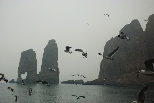 长岛 鸟岛 群鸥 海上 海鸥