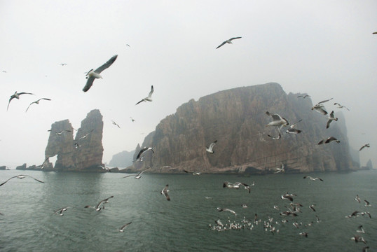 长岛 鸟岛 群鸥 海上 海鸥