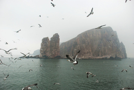 长岛 鸟岛 群鸥 海上 海鸥