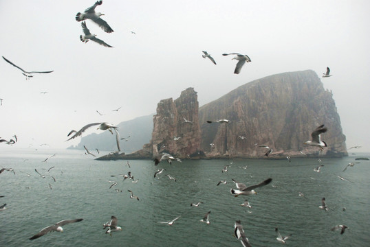 长岛 鸟岛 群鸥 海上 海鸥