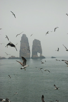 长岛 鸟岛 群鸥 海上
