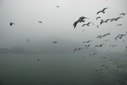 长岛 鸟岛 群鸥 海上