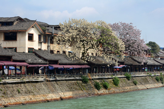 都江堰江岸古建春天