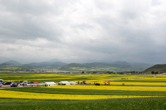 青海门源油菜花田野