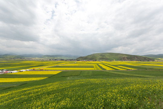 青海门源油菜花田野