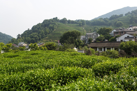 杭州龙井山茶叶园