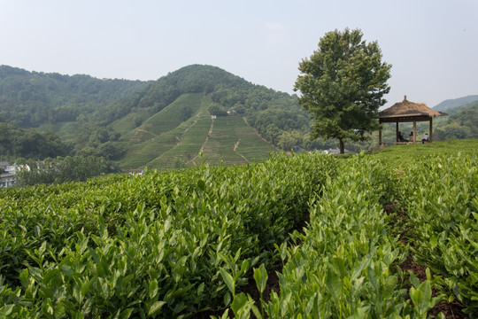 杭州龙井山茶叶园