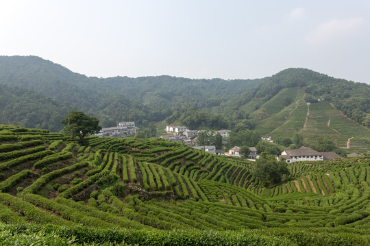 杭州龙井山茶叶园