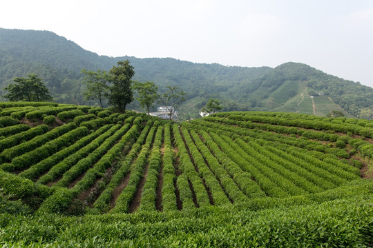 杭州龙井山茶叶园