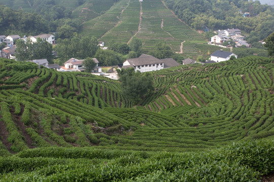 杭州龙井山茶园