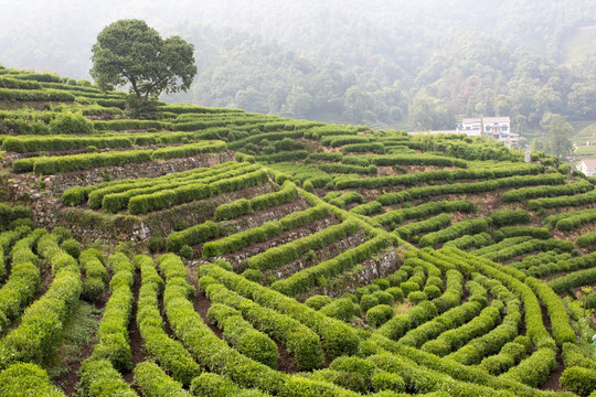 杭州龙井山狮峰茶园