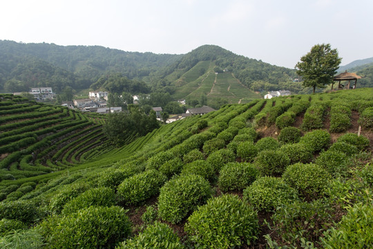 杭州龙井山狮峰茶园