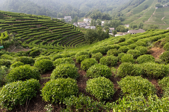 杭州龙井山茶叶园