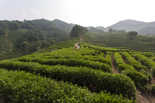 杭州龙井山茶园