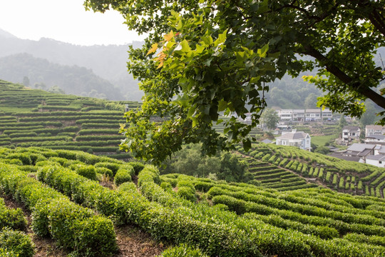 杭州龙井山茶叶园