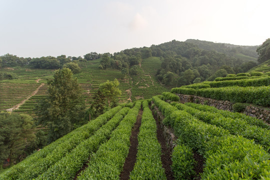 杭州龙井山茶叶园