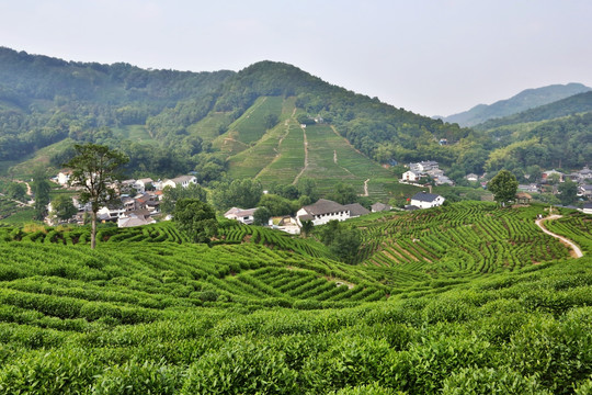 杭州龙井山狮峰茶园