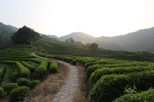 杭州龙井山茶叶园