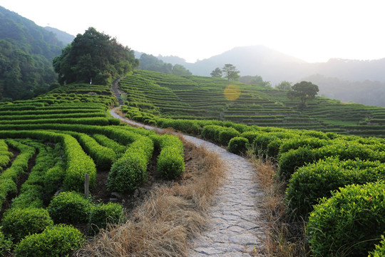 杭州龙井山狮峰茶叶园