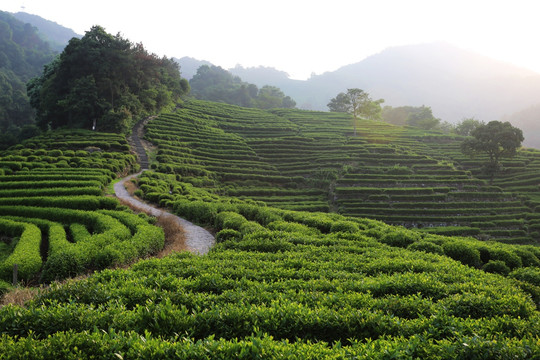 杭州龙井山茶园