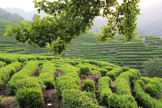 杭州龙井山茶叶园