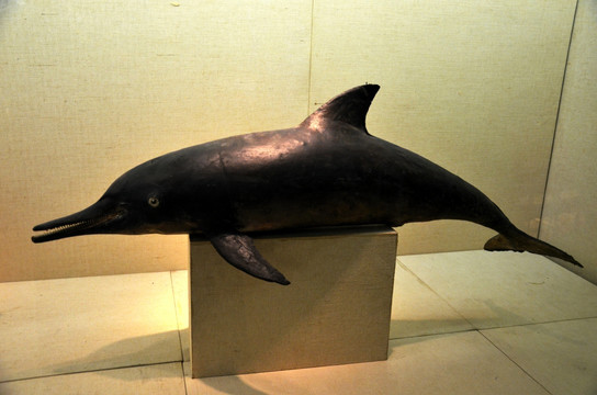 海豚标本