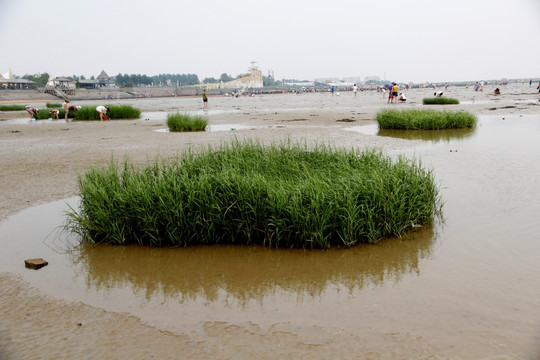 水塘青草