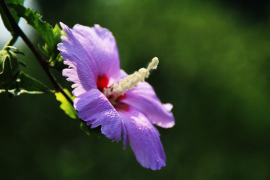 蜀葵花 花卉 花朵 紫花