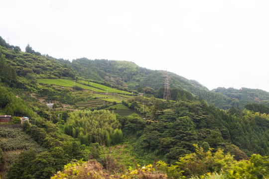 高山茶园