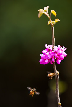 蜜蜂