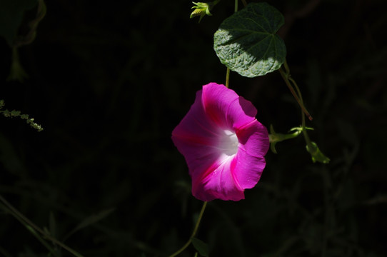 牵牛花