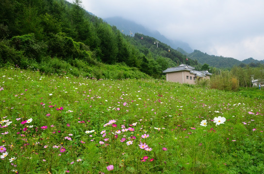 格桑花 波斯菊