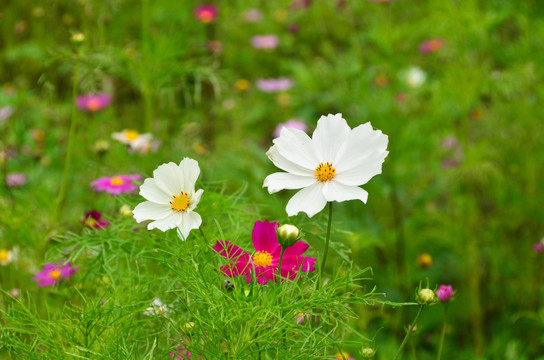 格桑花 波斯菊