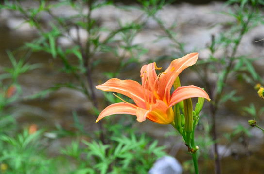 百合花