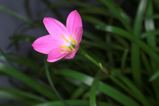 韭兰 兰花 花朵