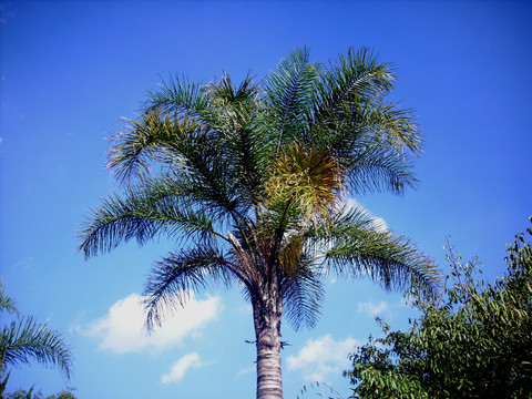 热带植物葵树