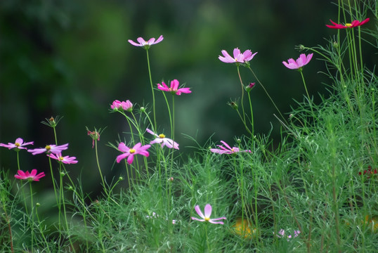 格桑花