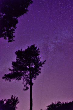 星空 小树