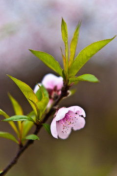 桃花