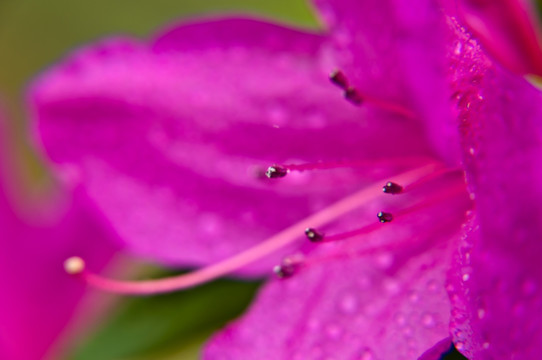 杜鹃花（映山红）