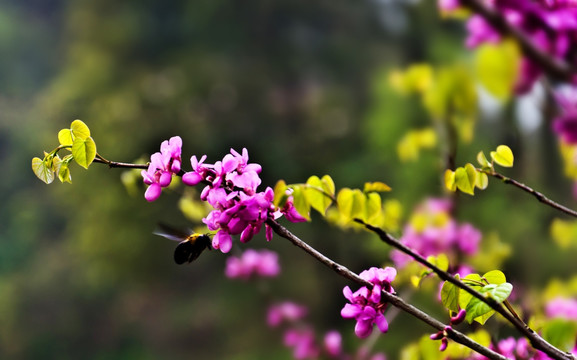 紫荆花