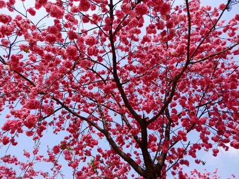 樱花 花伞