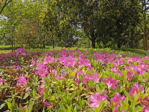 杜鹃花