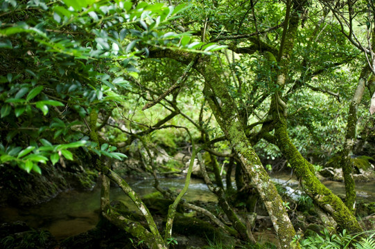 小树林