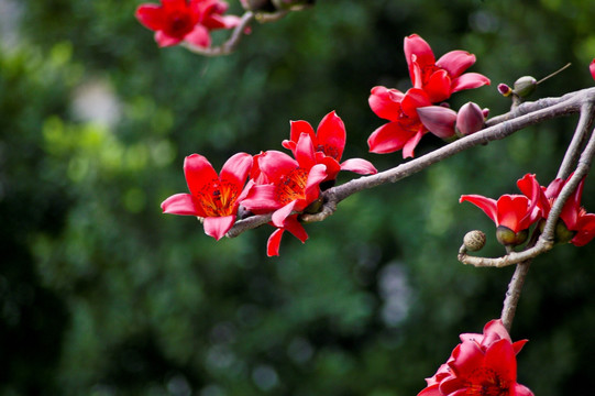 木棉花 广州市市花