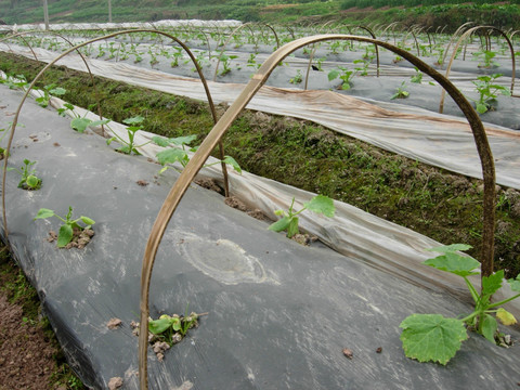 大棚蔬菜