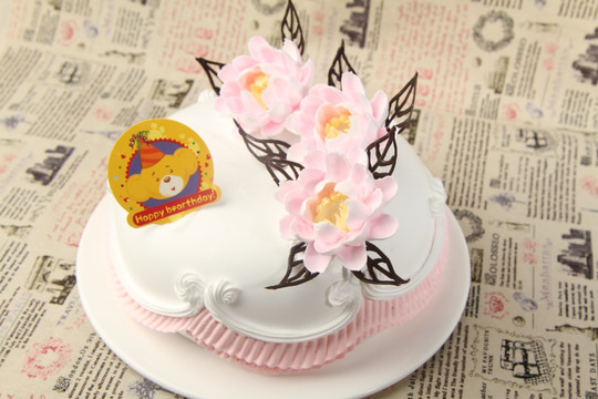 生日蛋糕鱼尾菊