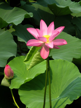 荷花 莲花 芙蓉