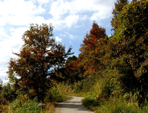 道路