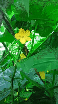 抽象畫 小黃花